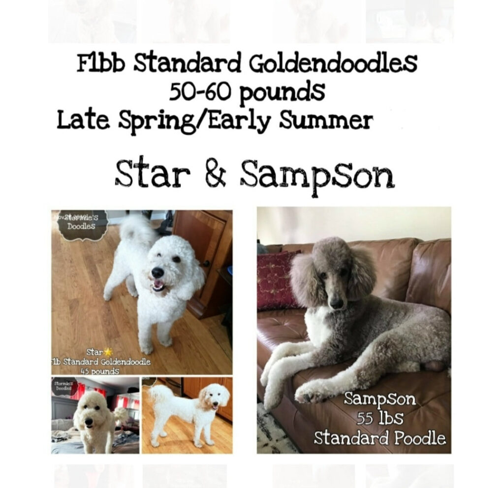 Star and Sampson